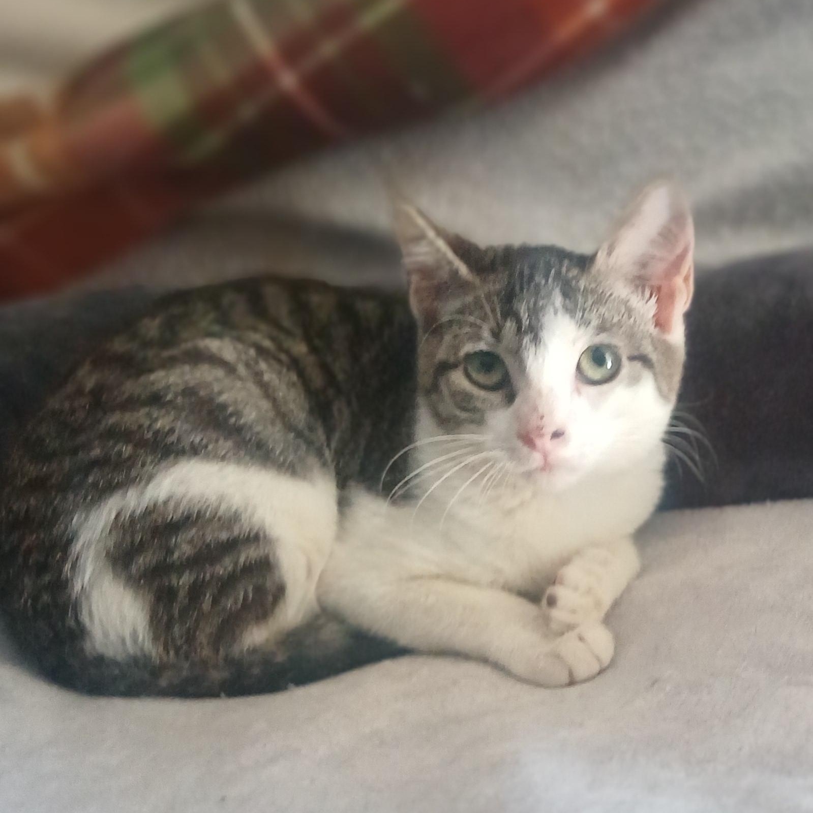 Enlarge Thelma (Louise), a Adoptable Tabby in HUNTINGTON BEACH, CA image 3/5