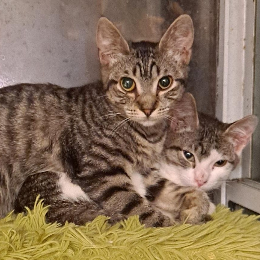 Enlarge Thelma (Louise), a Adoptable Tabby in HUNTINGTON BEACH, CA image 5/5