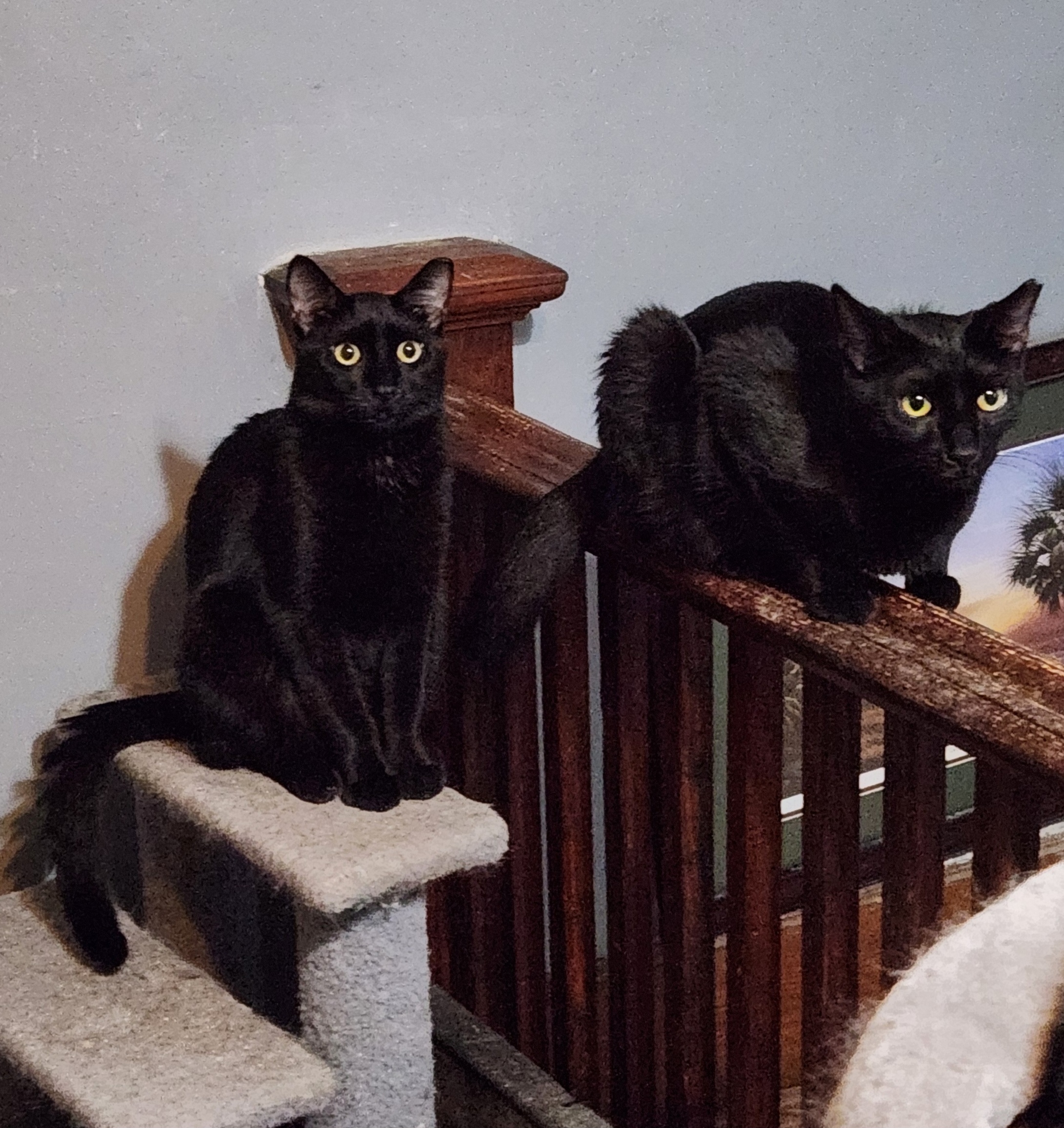 Wilbur and Orville, a Adoptable Domestic Short Hair in Columbia, SC image 1/4