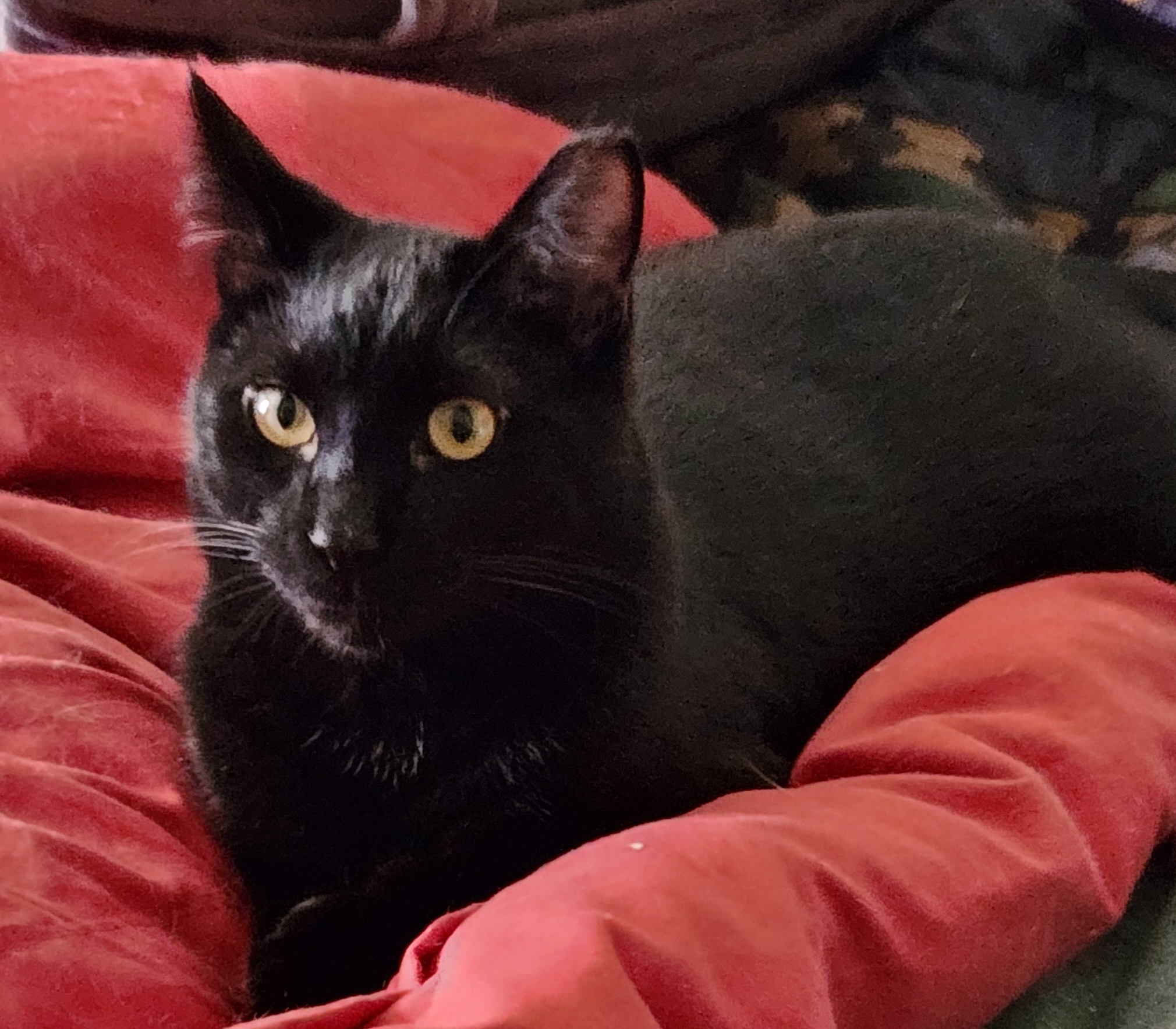 Wilbur and Orville, a Adoptable Domestic Short Hair in Columbia, SC image 2/4