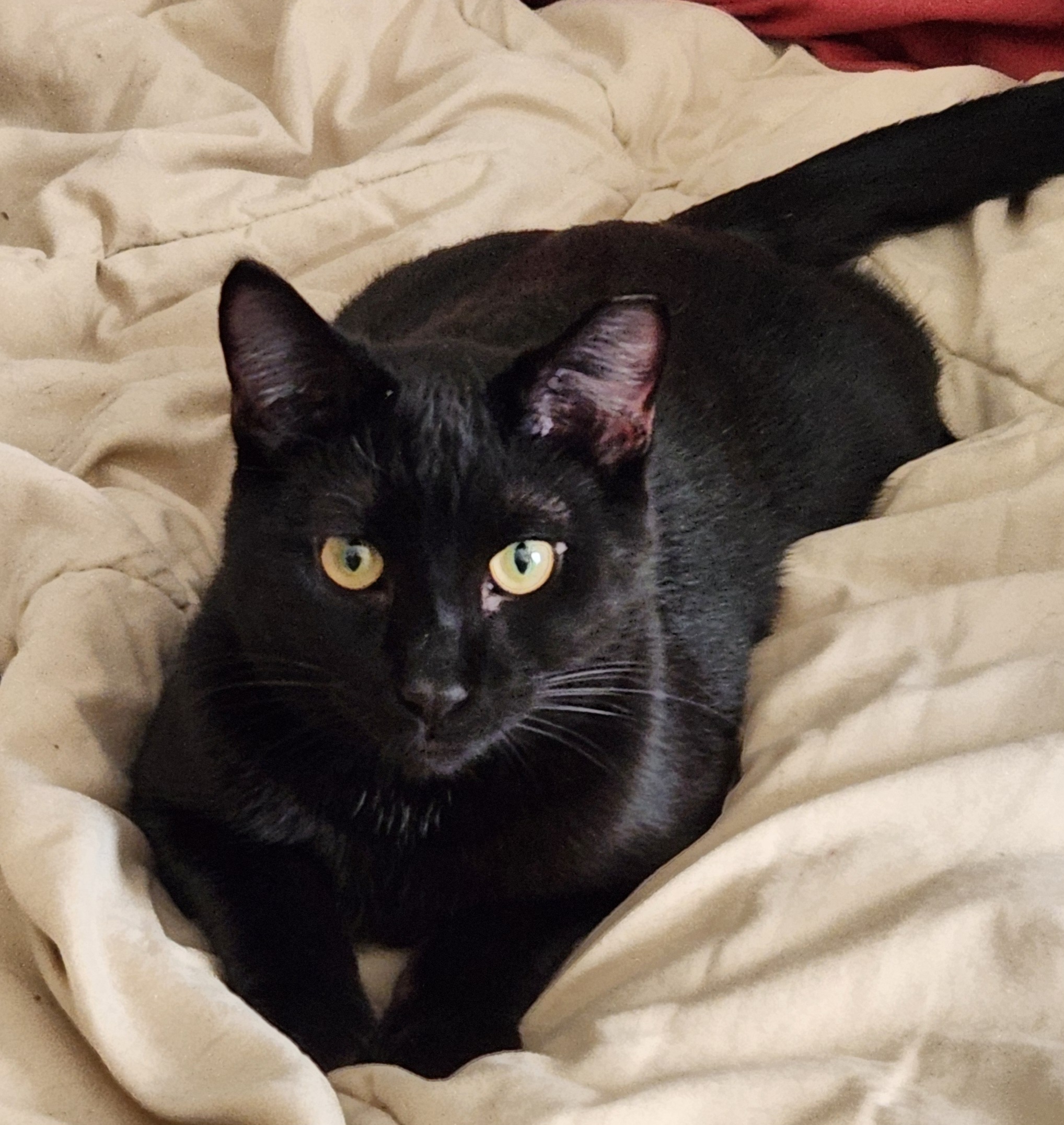 Wilbur and Orville, a Adoptable Domestic Short Hair in Columbia, SC image 3/4