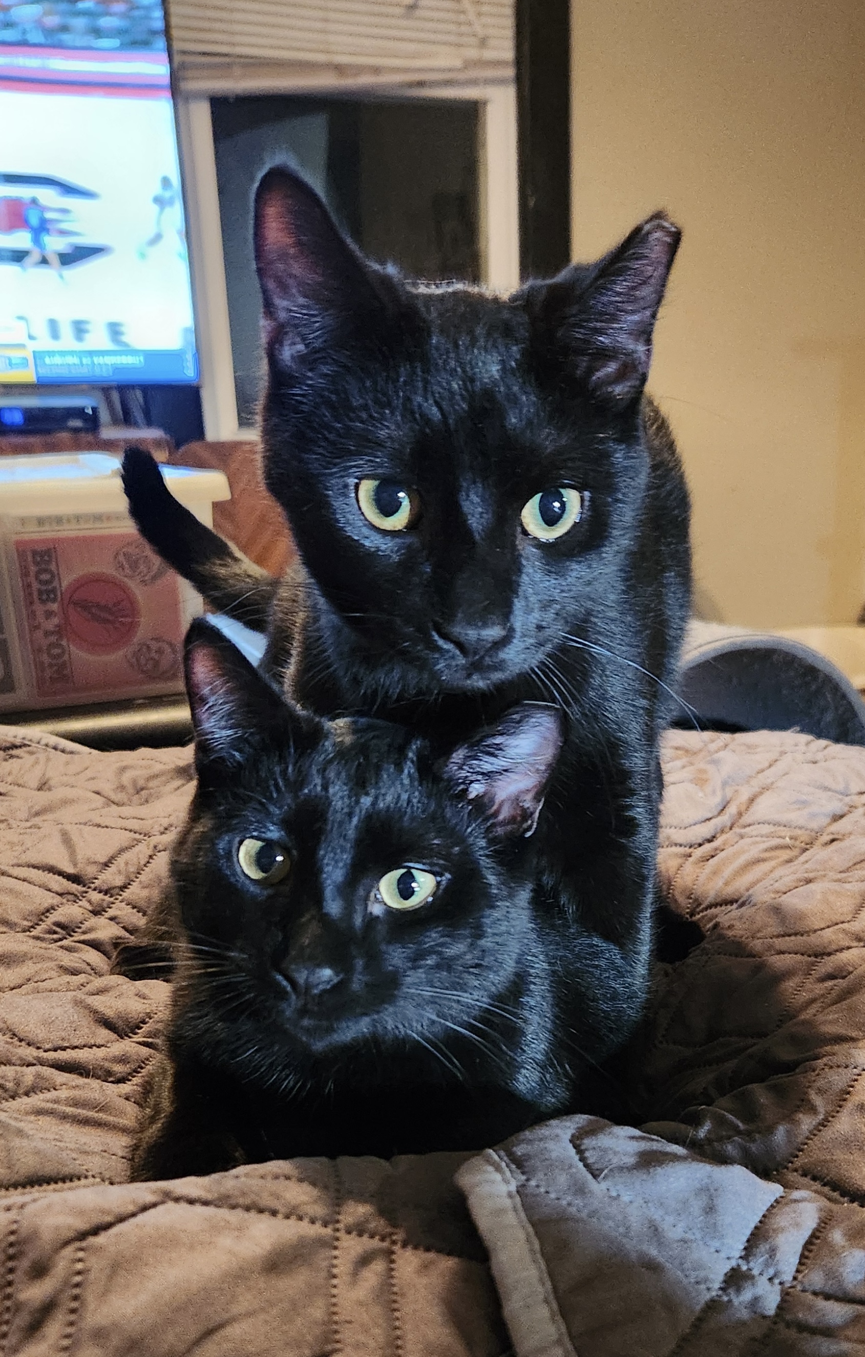 Wilbur and Orville, a Adoptable Domestic Short Hair in Columbia, SC image 4/4