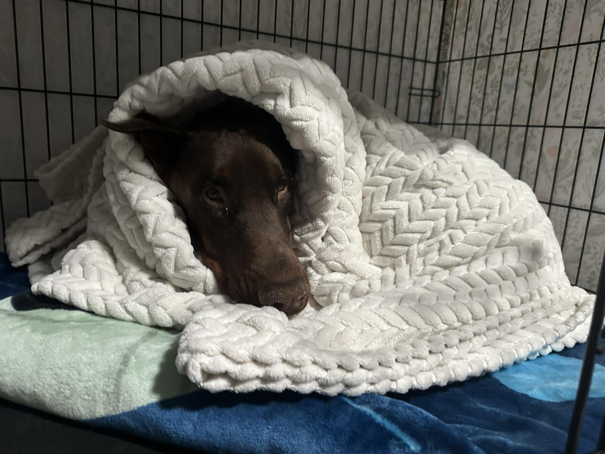 Enlarge Colby Jack, a Adoptable Doberman Pinscher in Denver, CO image 1/6