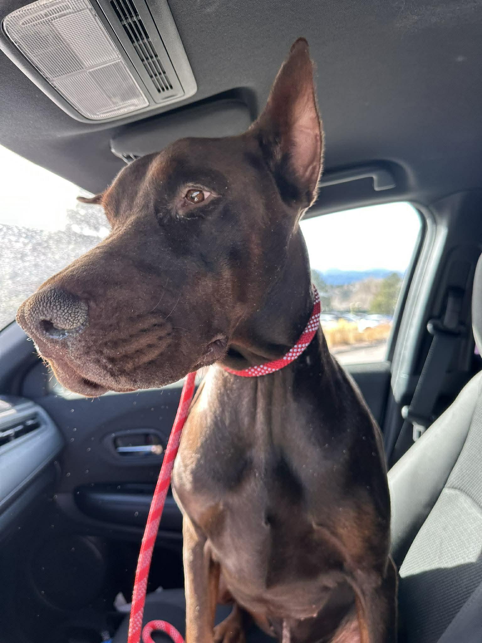 Enlarge Colby Jack, a Adoptable Doberman Pinscher in Denver, CO image 2/6