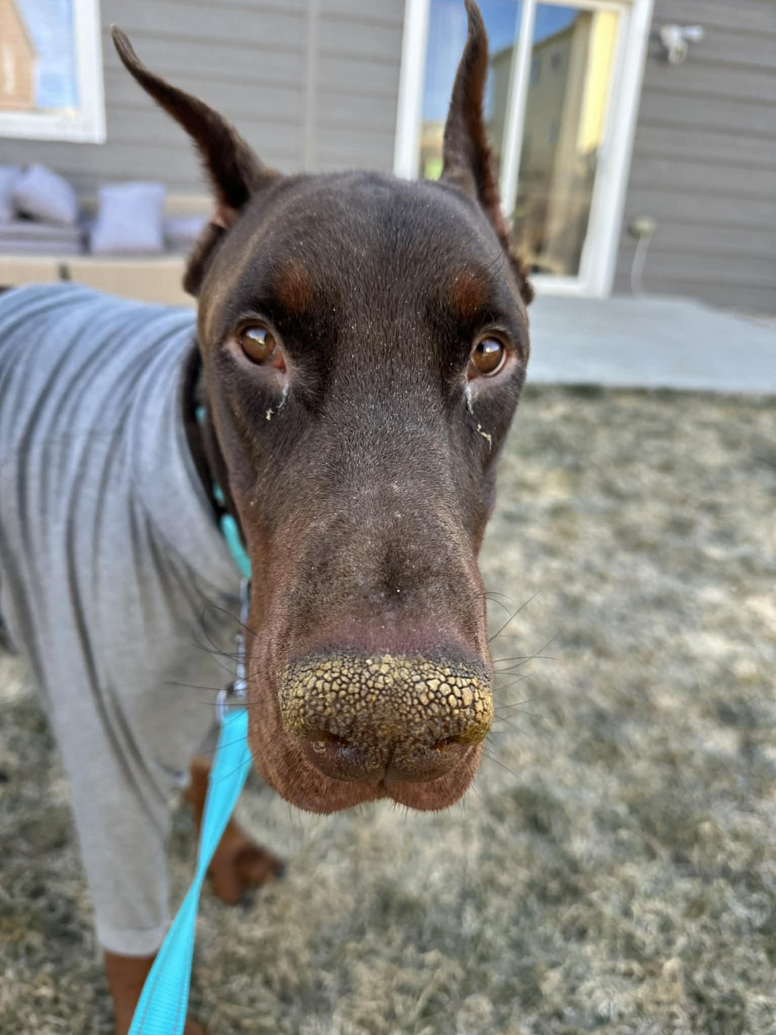 Enlarge Colby Jack, a Adoptable Doberman Pinscher in Denver, CO image 3/6