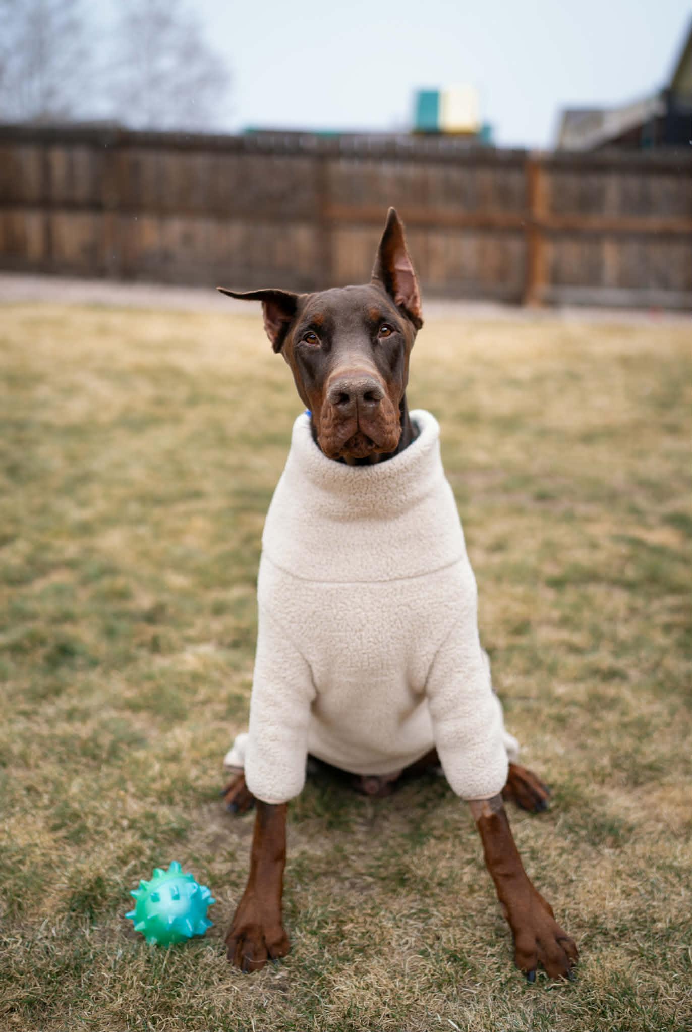 Enlarge Colby Jack, a Adoptable Doberman Pinscher in Denver, CO image 4/6