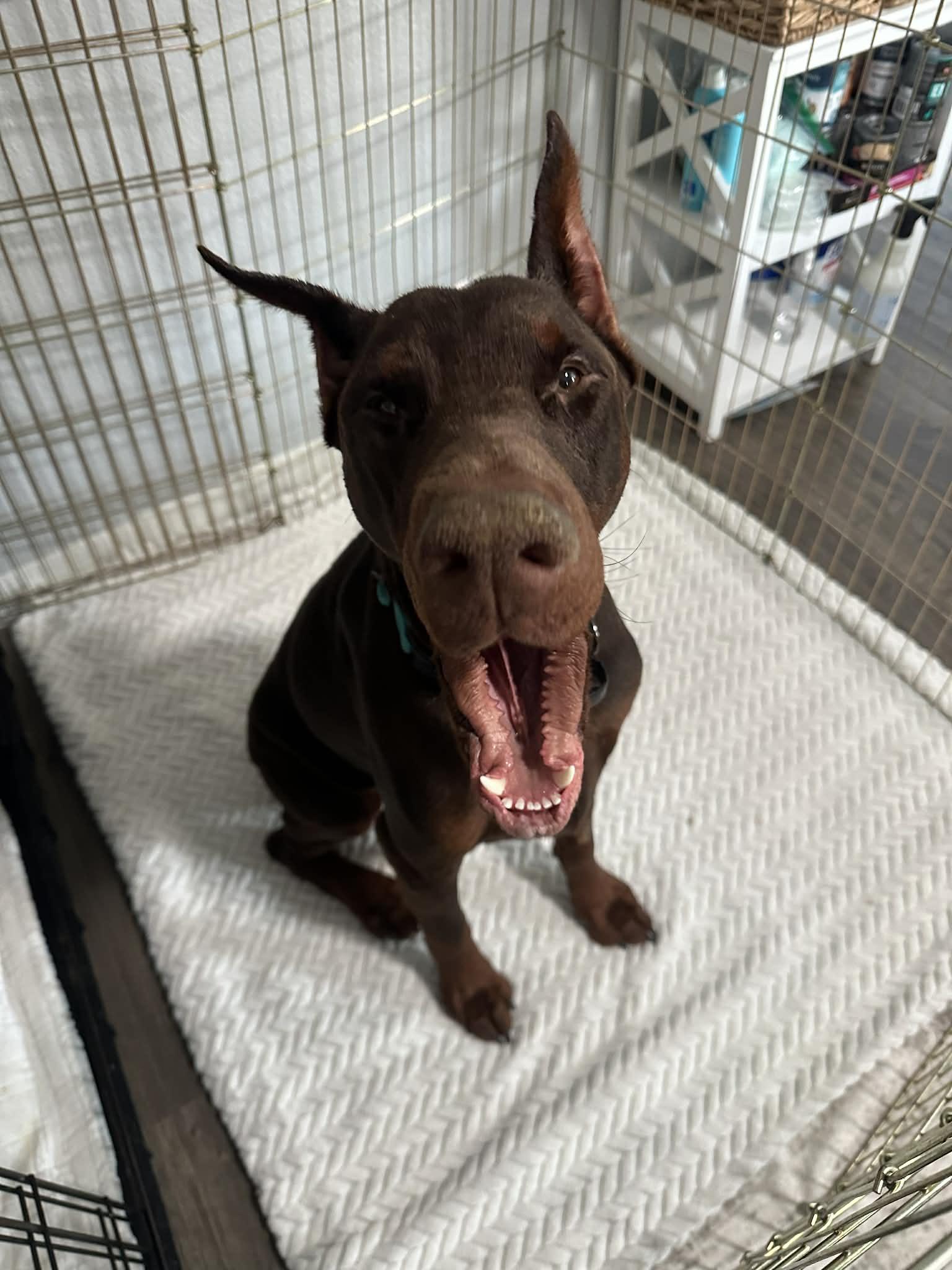 Enlarge Colby Jack, a Adoptable Doberman Pinscher in Denver, CO image 5/6