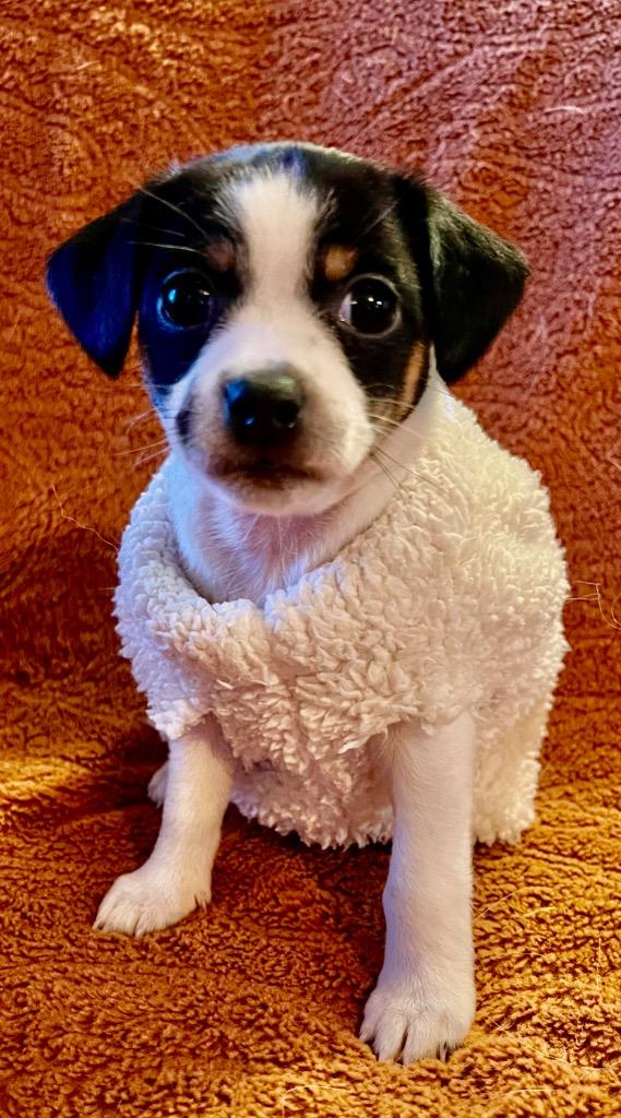 Hyacinth, Adoptable, Puppy Female Chihuahua & Rat Terrier.