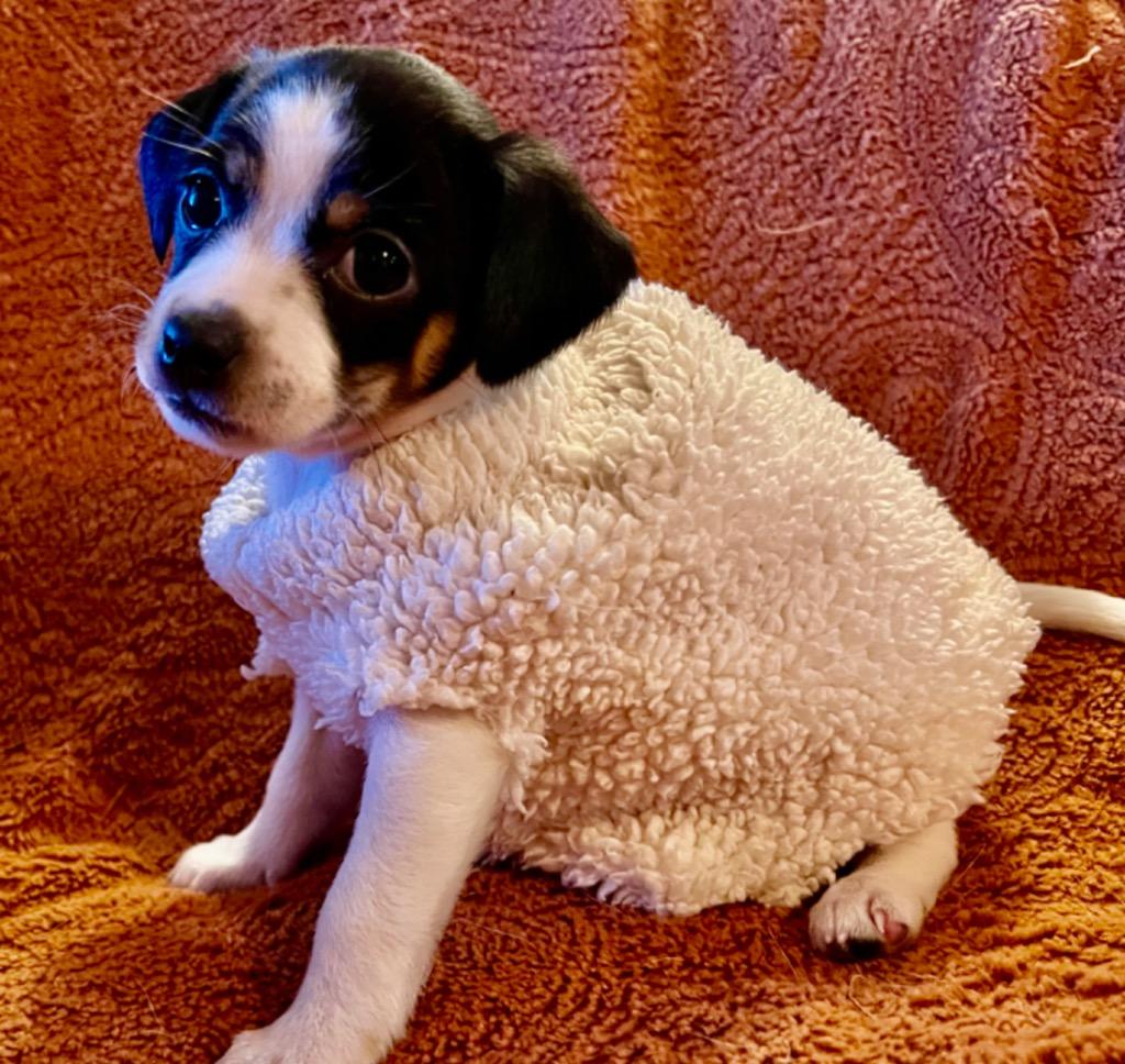 Enlarge Hyacinth, a Adoptable mixed breed in College Station, TX image 2/5