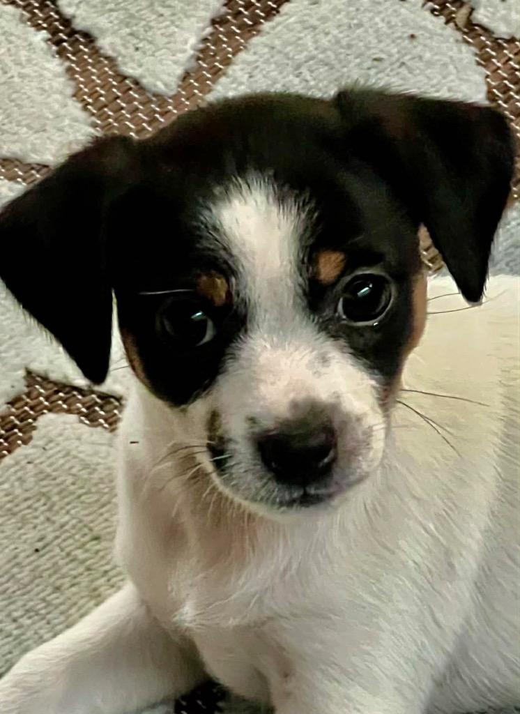 Enlarge Hyacinth, a Adoptable mixed breed in College Station, TX image 3/5