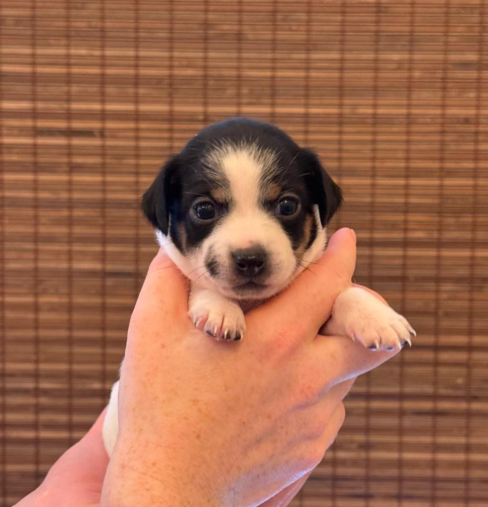 Enlarge Hyacinth, a Adoptable mixed breed in College Station, TX image 4/5