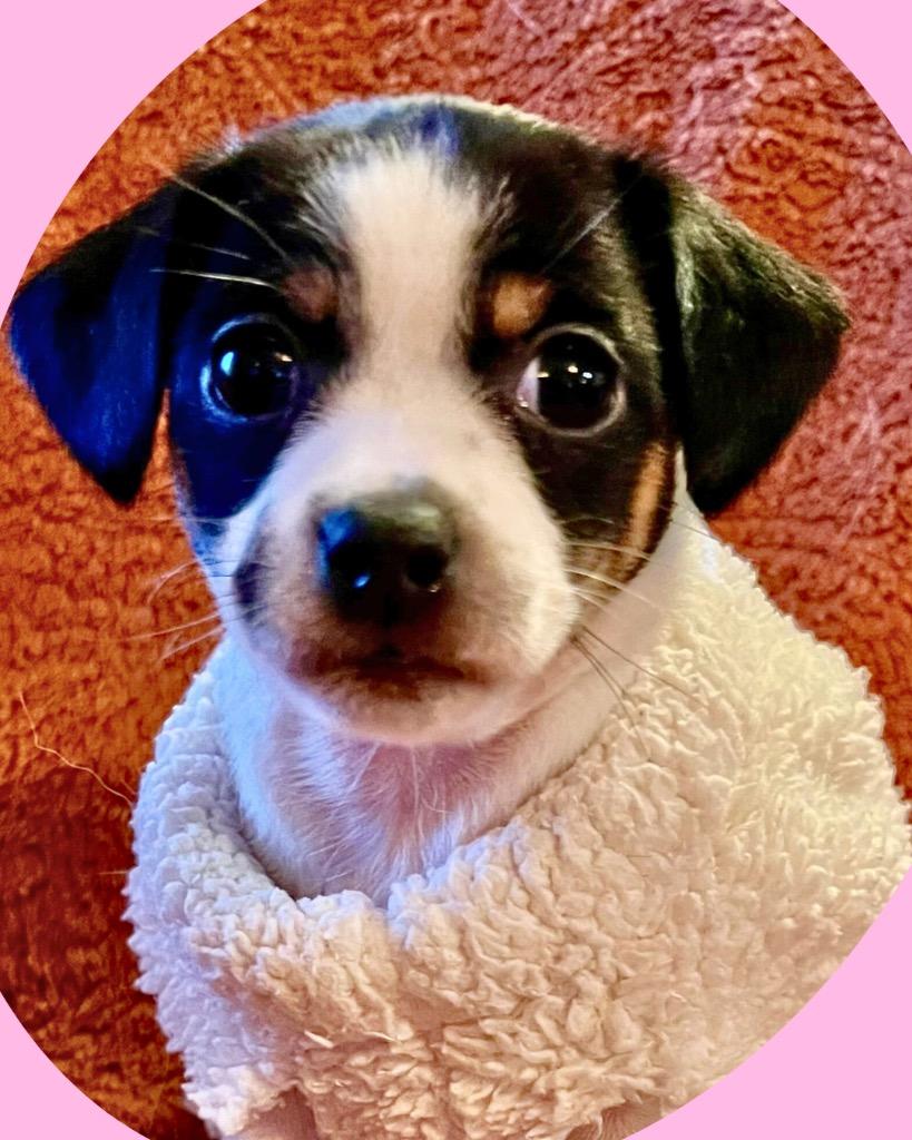 Enlarge Hyacinth, a Adoptable mixed breed in College Station, TX image 5/5