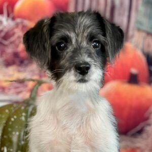 Enlarge OREO, a ADOPTABLE mixed breed in Rochester, NY image 1/5