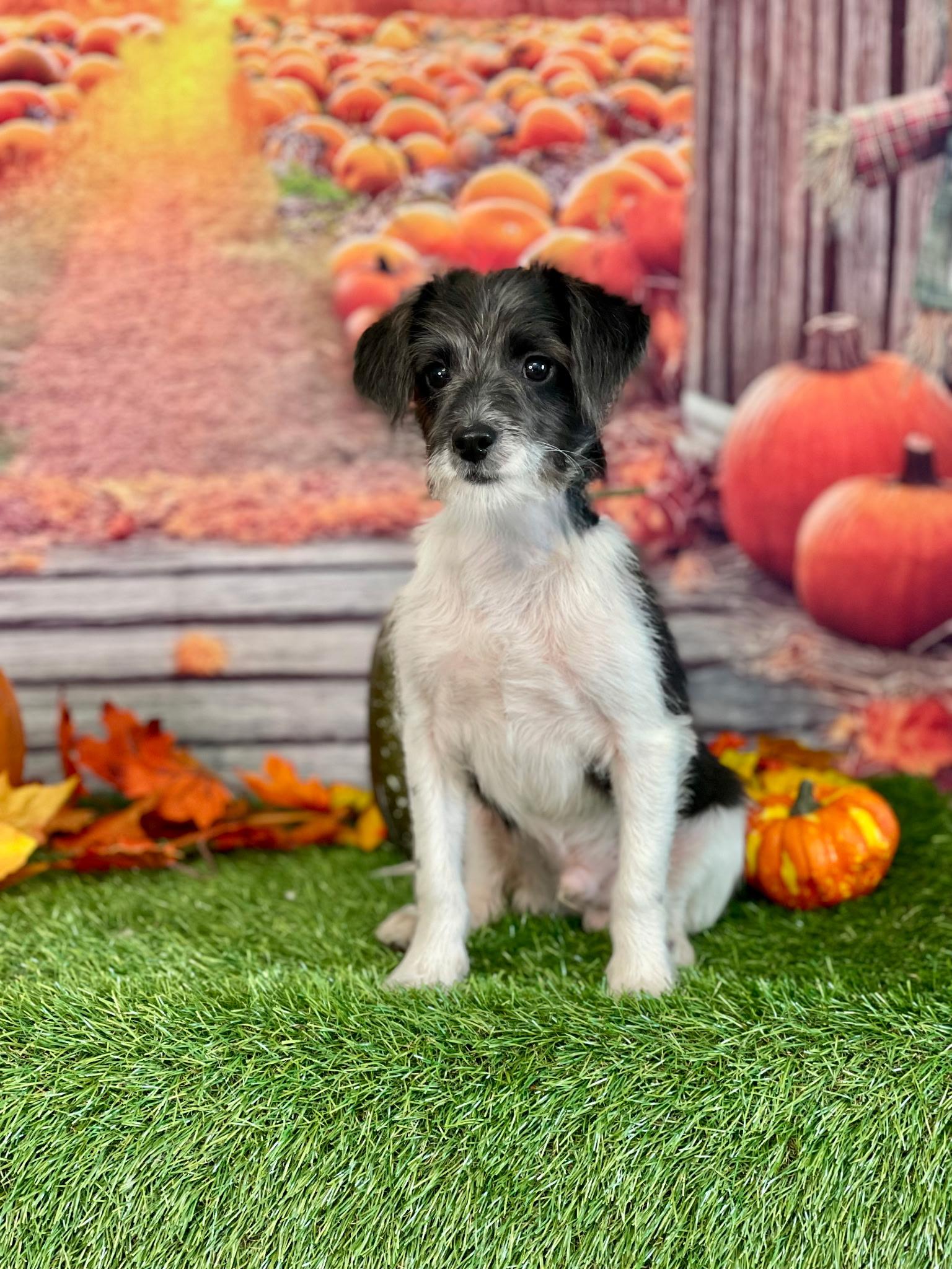 Enlarge OREO, a ADOPTABLE mixed breed in Rochester, NY image 2/5
