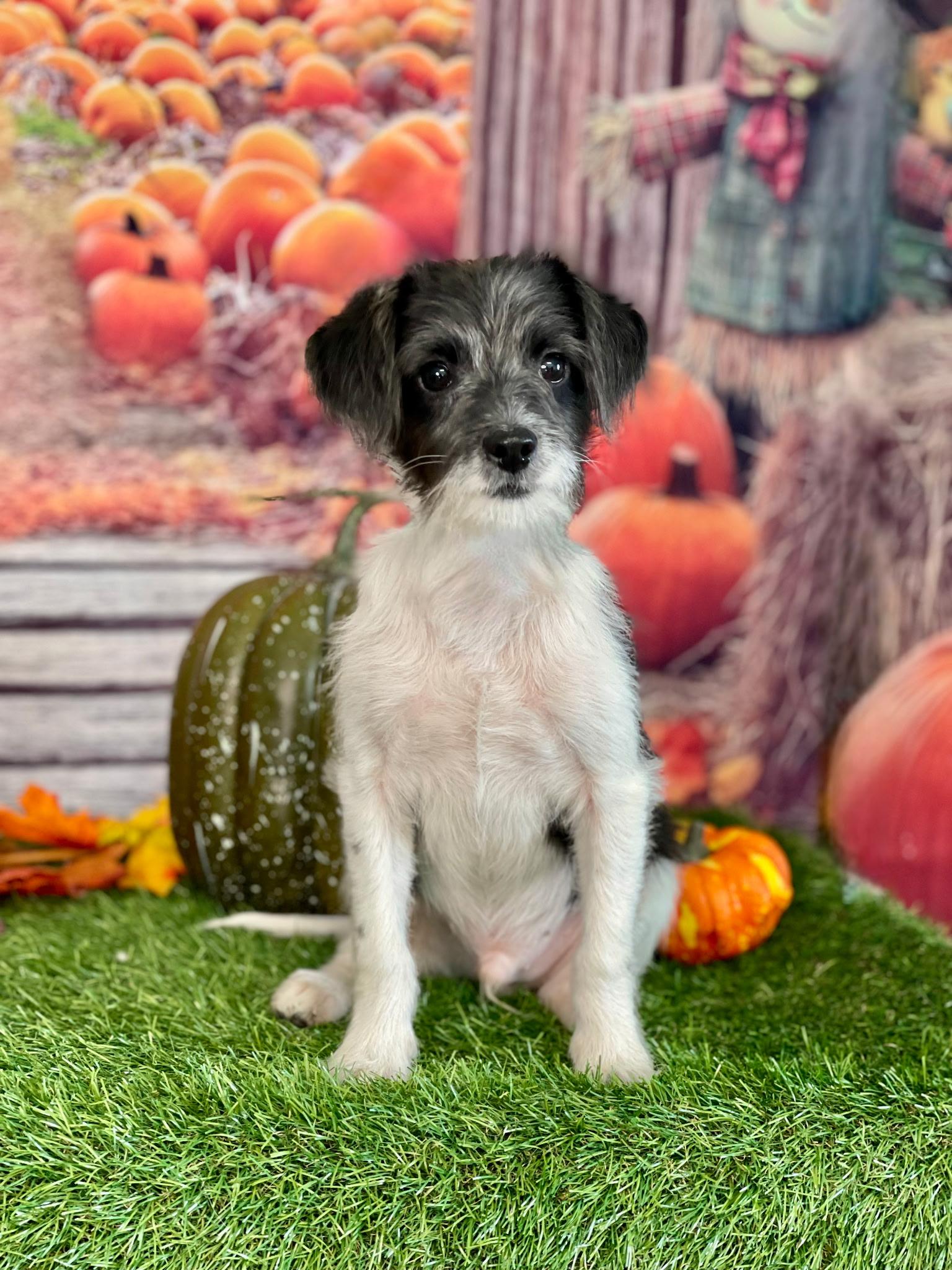 Enlarge OREO, a ADOPTABLE mixed breed in Rochester, NY image 4/5
