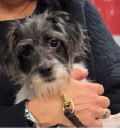 Enlarge OREO, a ADOPTABLE mixed breed in Rochester, NY image 5/5