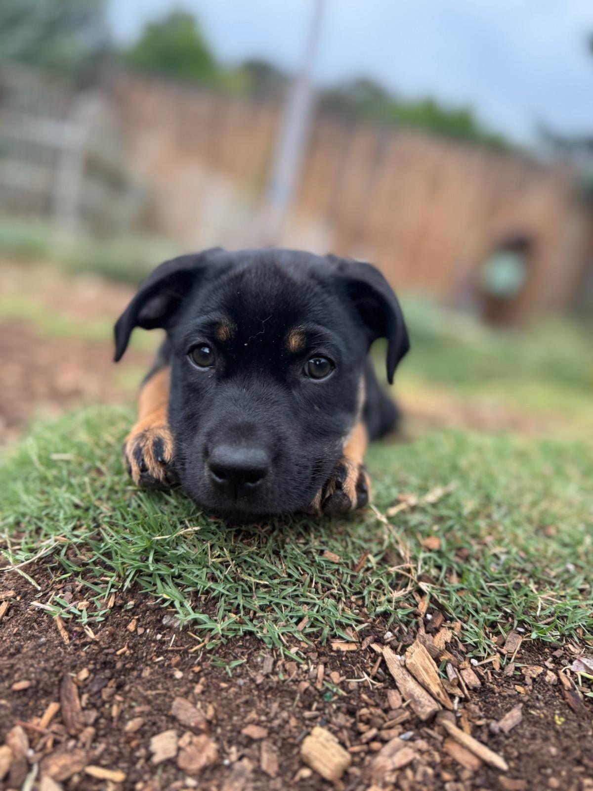 Enlarge Beans, a Adopted mixed breed in Durango, CO image 2/6