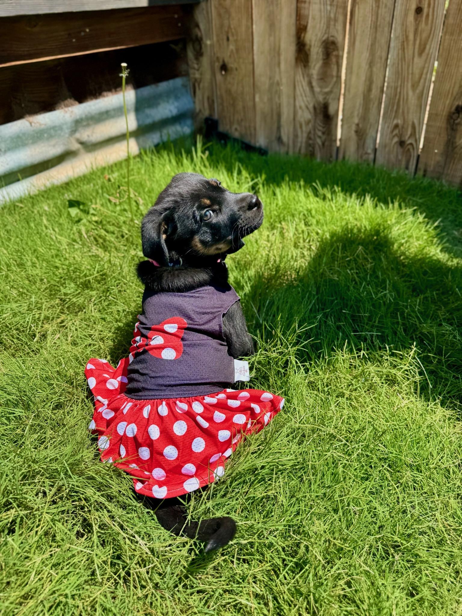 Enlarge Beans, a Adopted mixed breed in Durango, CO image 3/6