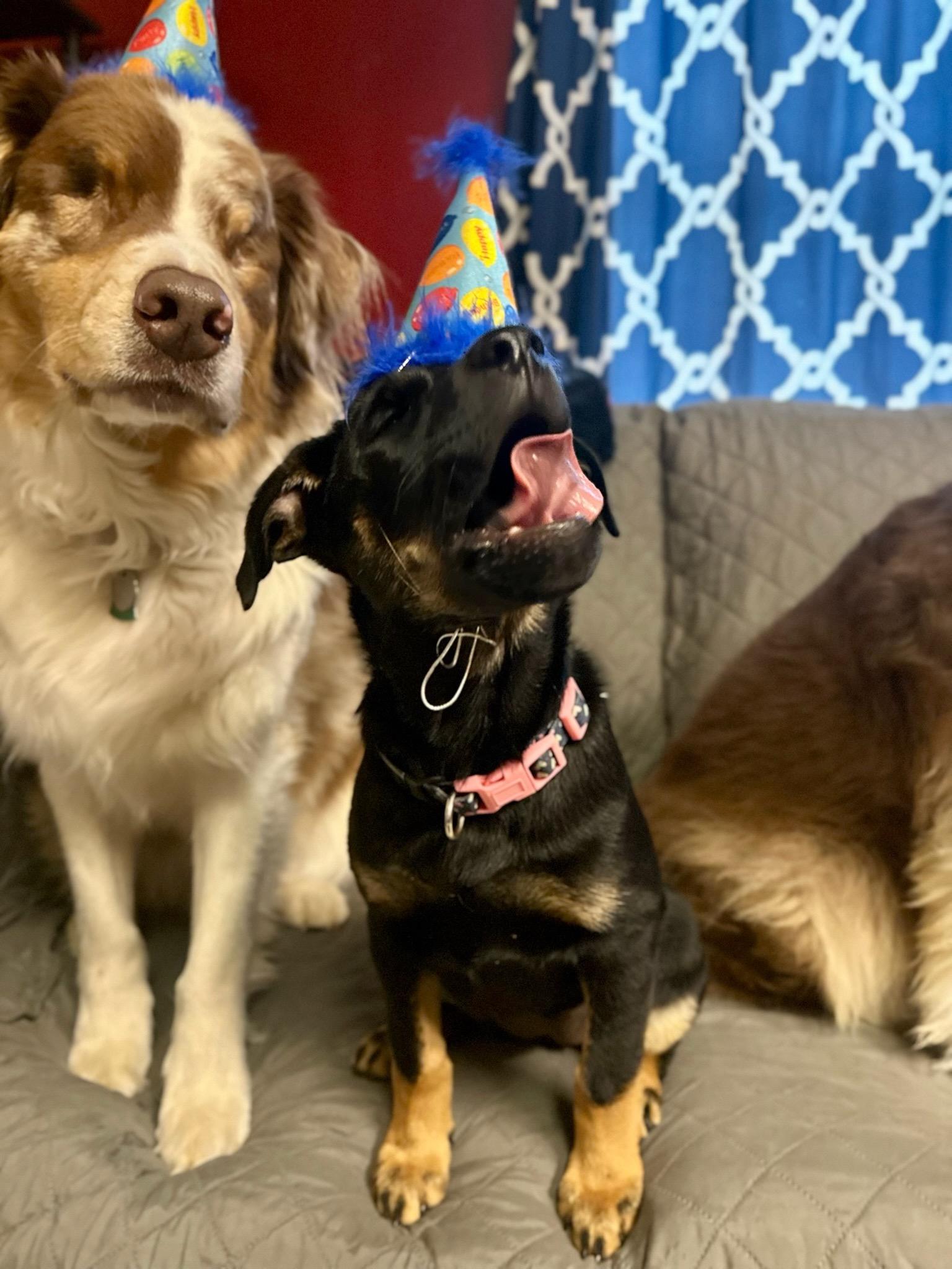 Enlarge Beans, a Adopted mixed breed in Durango, CO image 6/6