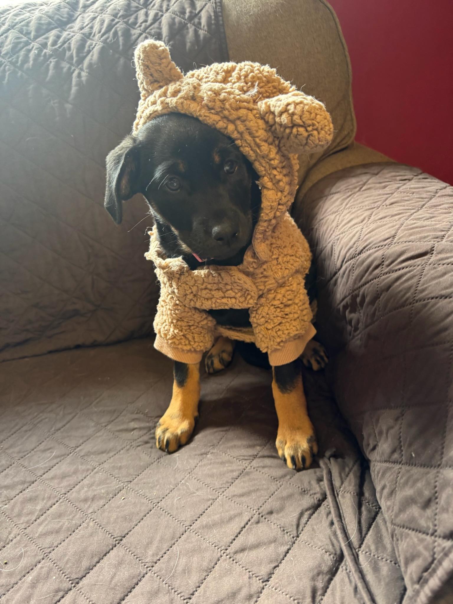 Enlarge Beans, a Adopted mixed breed in Durango, CO image 5/6