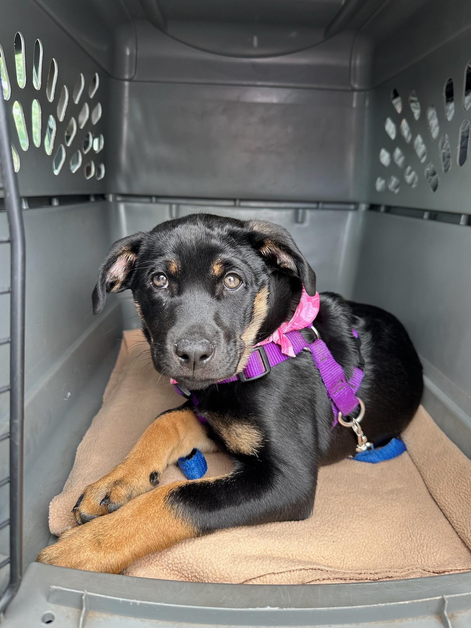 Beans, Adopted, Young Female Rottweiler.