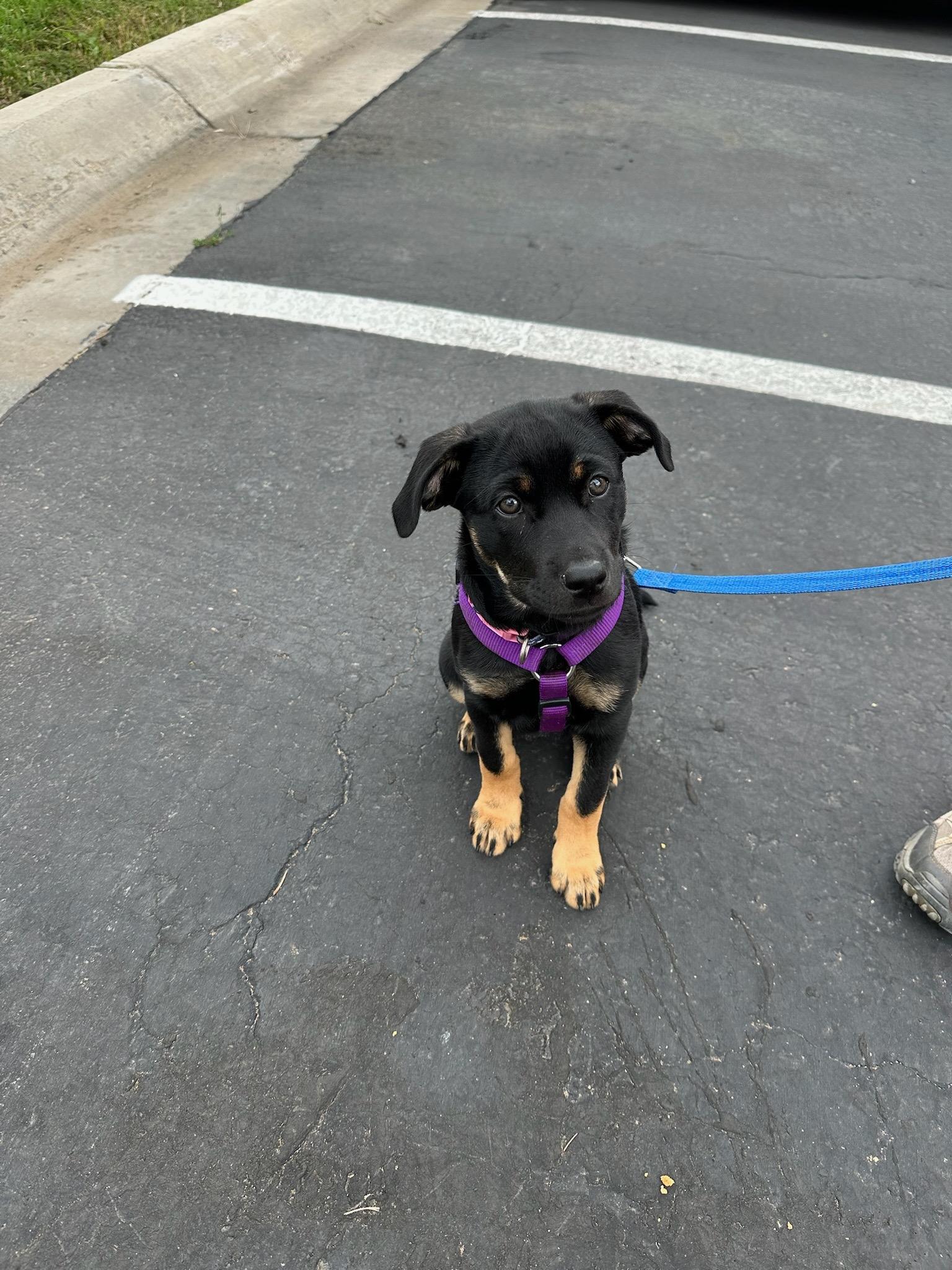 Enlarge Beans, a Adopted mixed breed in Durango, CO image 4/6