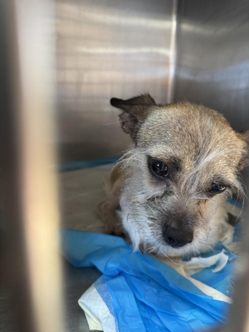 DEXTER, Adoptable, Young Male Rat Terrier.