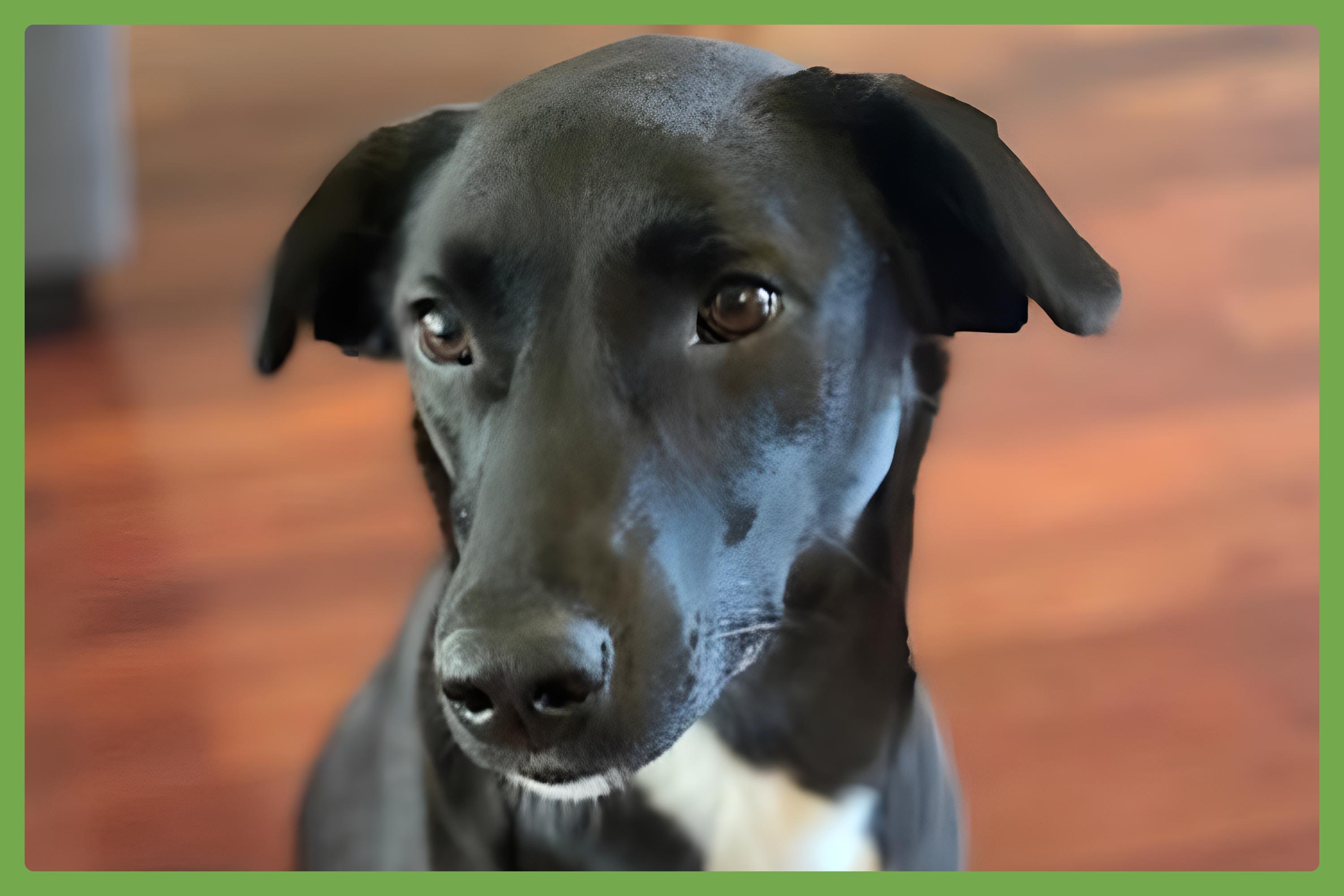 Bella, an adoptable Saluki, Labrador Retriever in Portsmouth, VA, 23704 | Photo Image 4