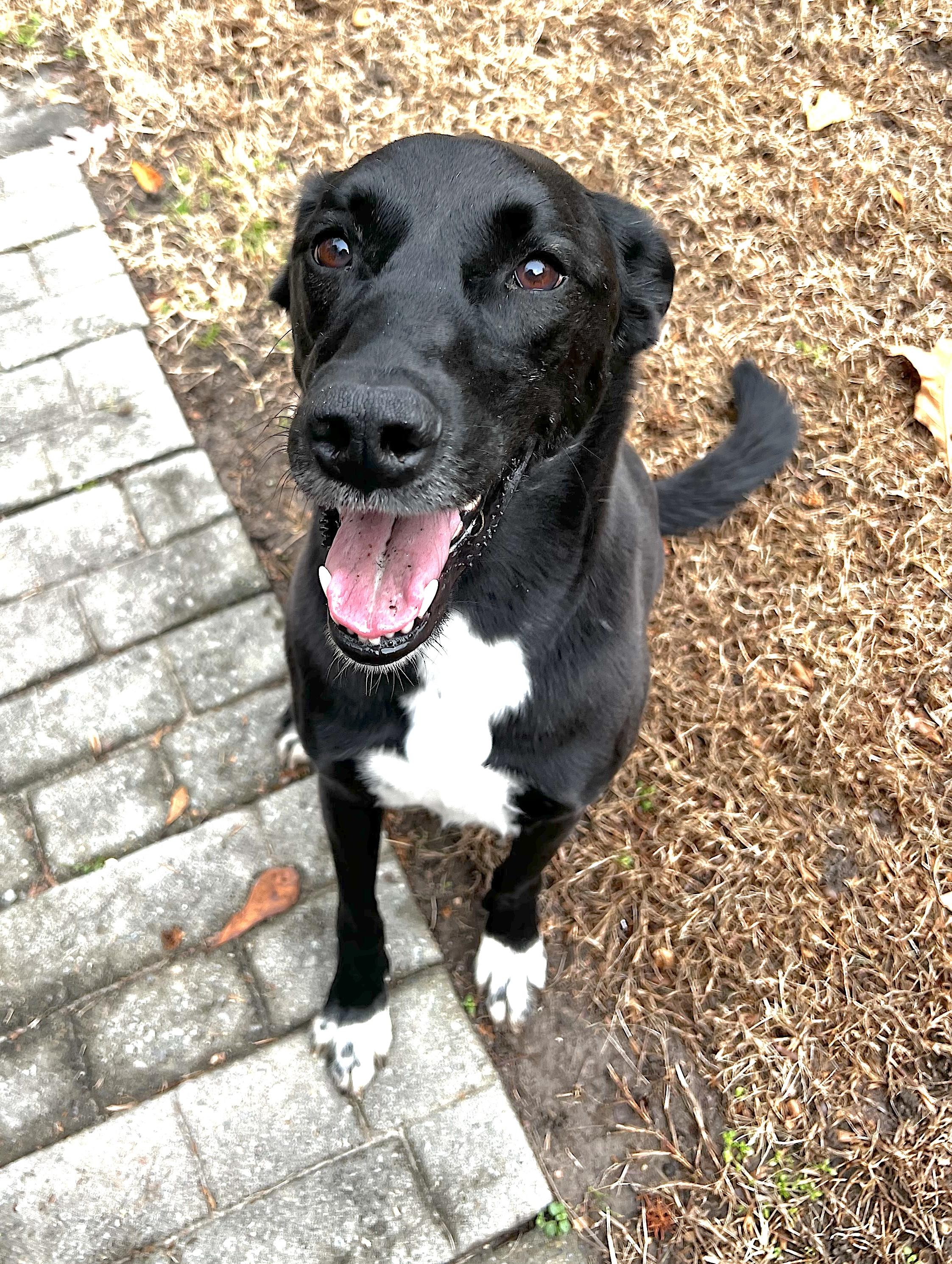 Bella, an adoptable Saluki, Labrador Retriever in Portsmouth, VA, 23704 | Photo Image 2
