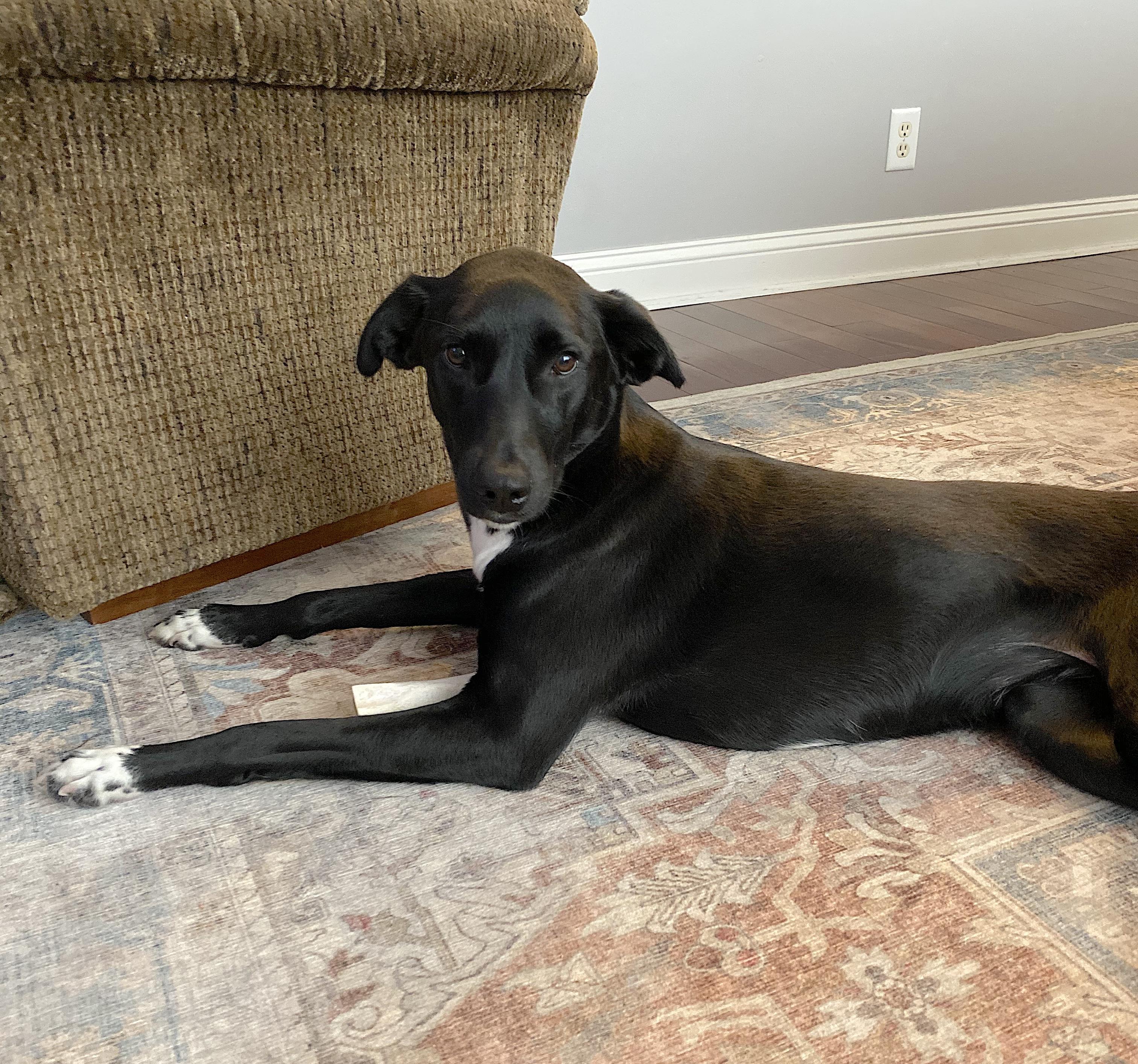 Bella, an adoptable Saluki, Labrador Retriever in Portsmouth, VA, 23704 | Photo Image 5