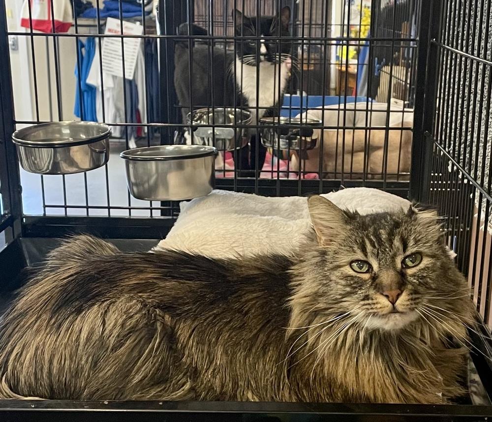 Enlarge TINKERBELL, a Adopted Maine Coon in Southbury, CT image 1/5