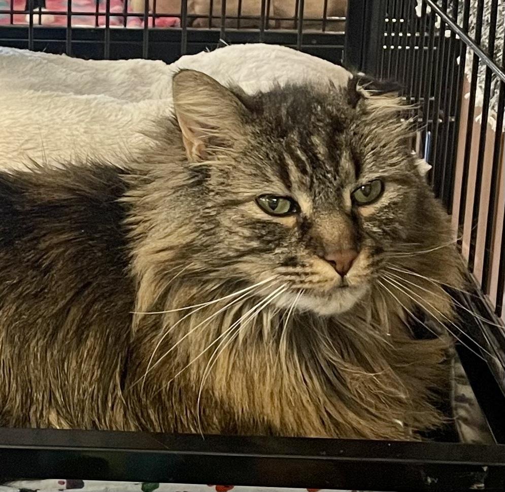 TINKERBELL, Adopted, Adult Female Maine Coon.