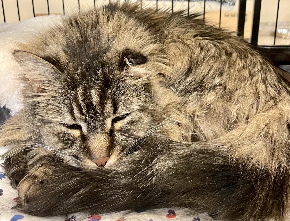 Enlarge TINKERBELL, a Adopted Maine Coon in Southbury, CT image 3/5