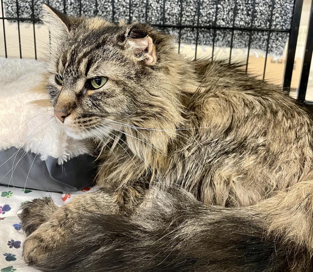 Enlarge TINKERBELL, a Adopted Maine Coon in Southbury, CT image 4/5