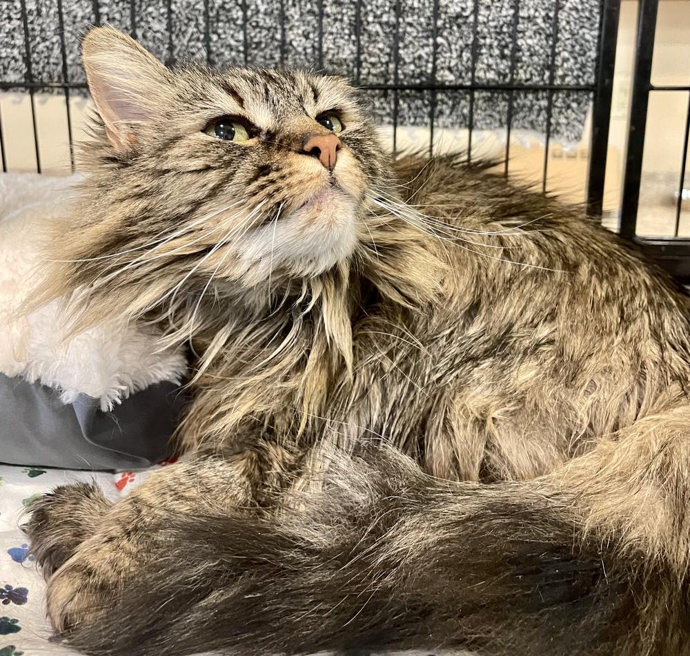 Enlarge TINKERBELL, a Adopted Maine Coon in Southbury, CT image 5/5