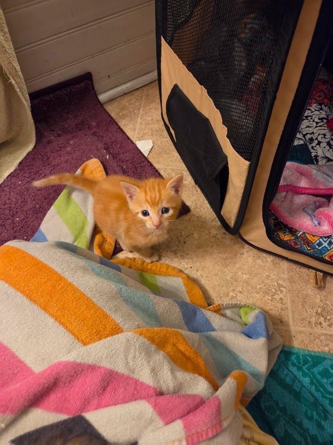 Merry, Adoptable, Kitten Male Domestic Short Hair.