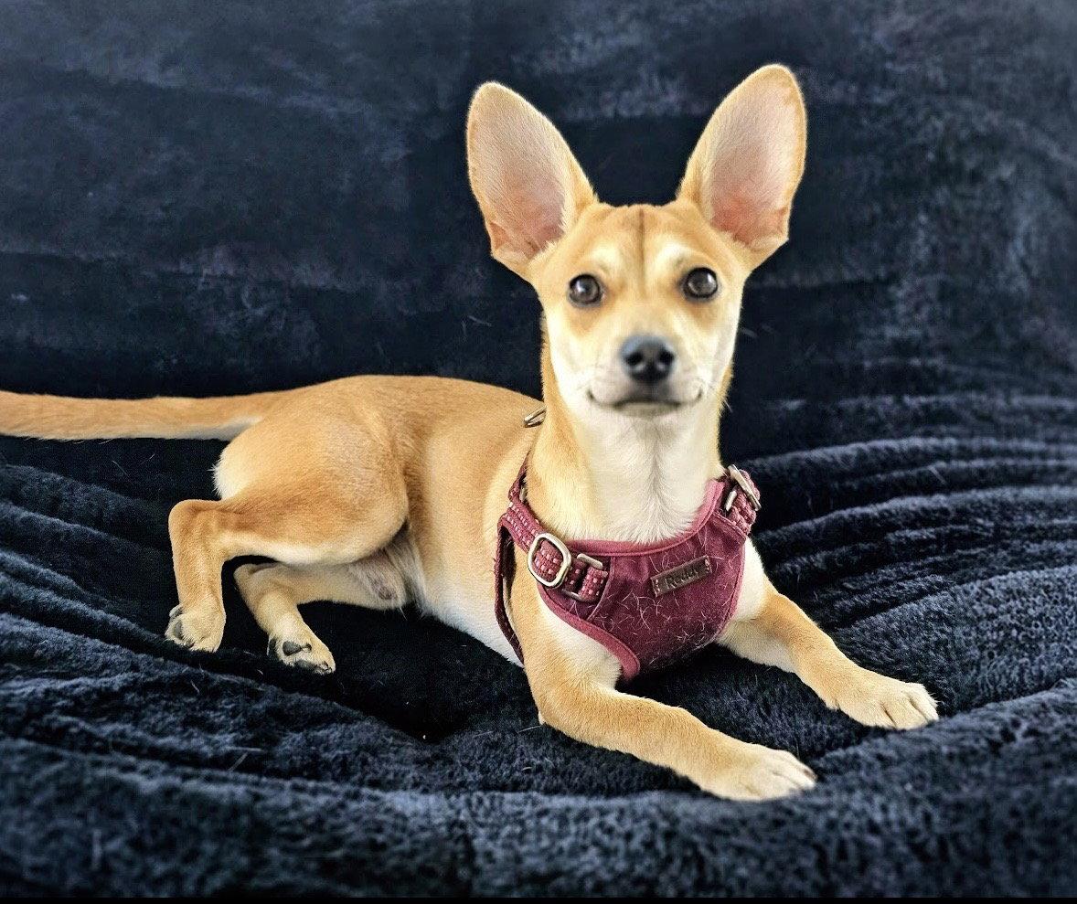 Peanut, Adoptable, Puppy Male Chihuahua.