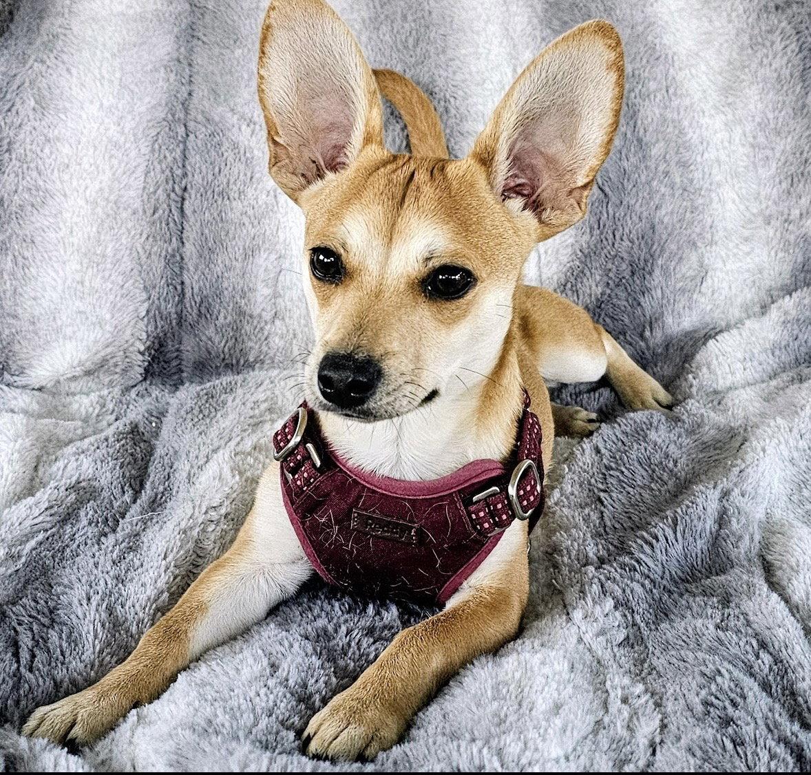 Enlarge Peanut, a Adoptable Chihuahua in Dublin, OH image 2/3