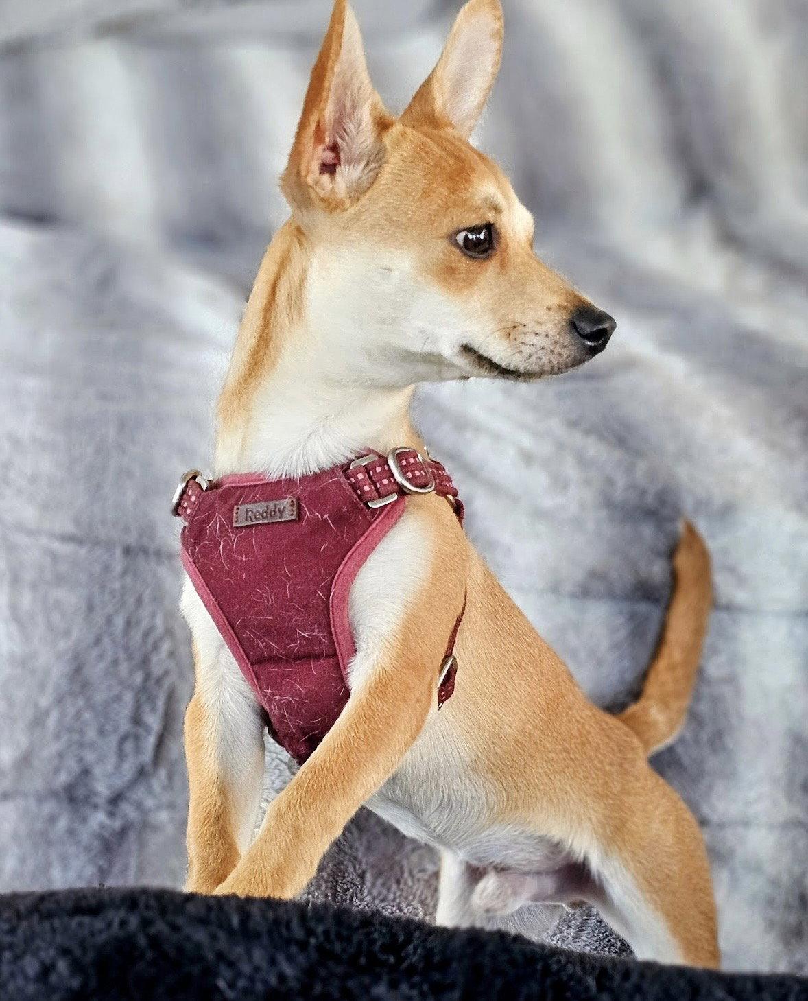 Enlarge Peanut, a Adoptable Chihuahua in Dublin, OH image 3/3