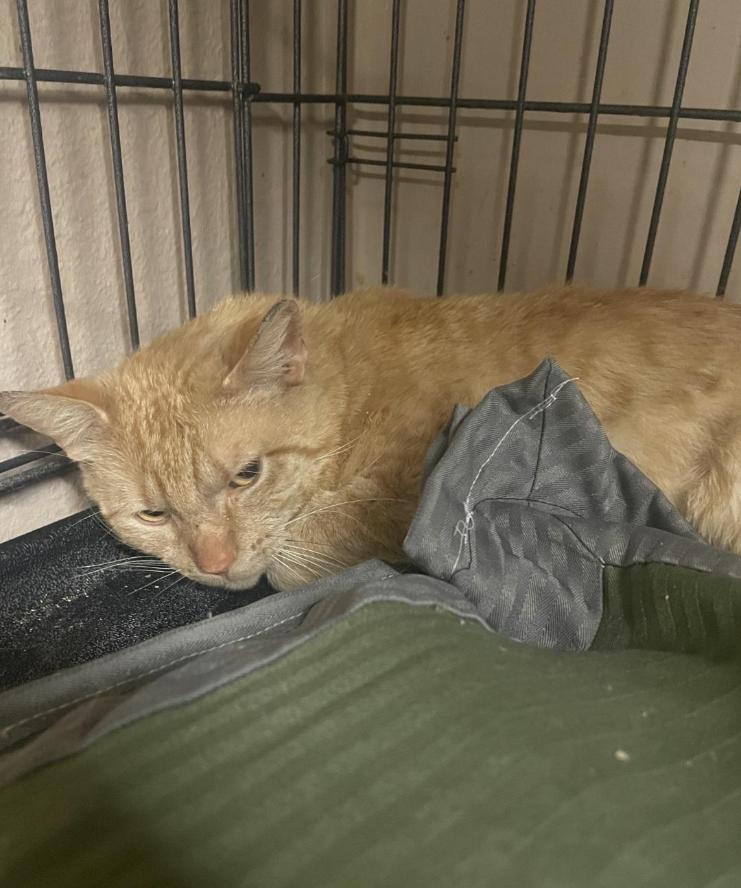 Frank, Adult Male Domestic Short Hair