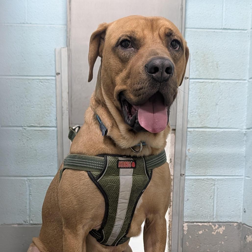 Kyle, Adoptable, Adult Male Boxer & Mastiff.