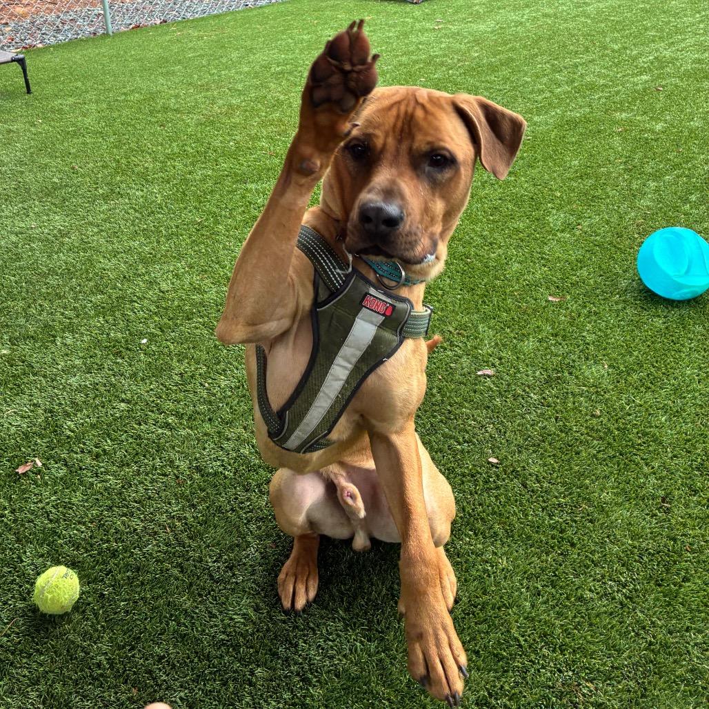 Enlarge Kyle, a Adoptable mixed breed in Troy, VA image 2/5