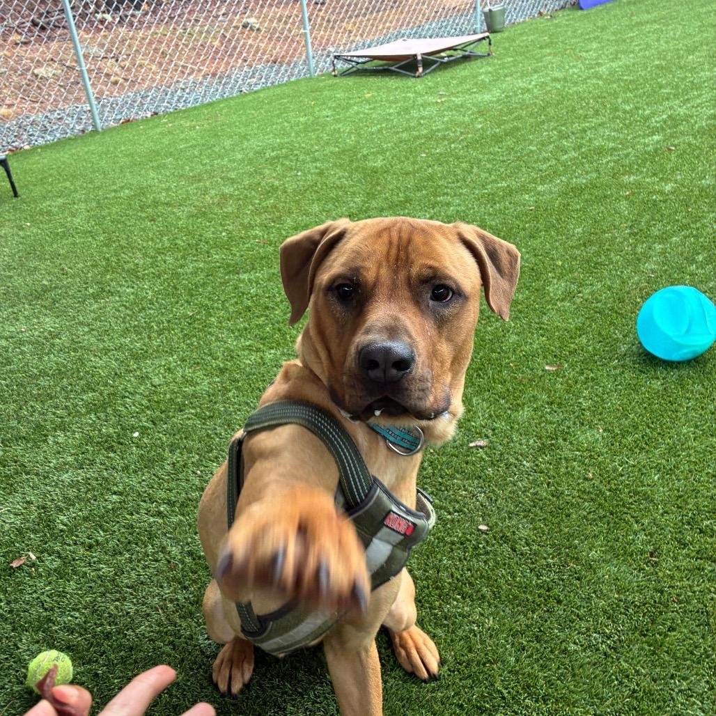 Enlarge Kyle, a Adoptable mixed breed in Troy, VA image 3/5