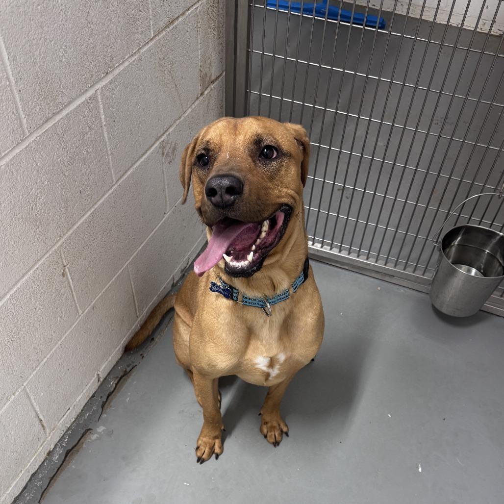 Enlarge Kyle, a Adoptable mixed breed in Troy, VA image 4/5