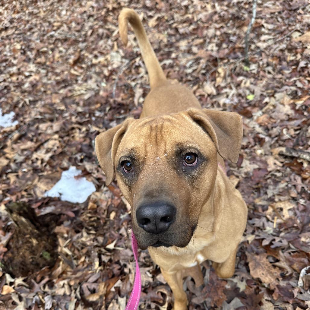 Enlarge Kyle, a Adoptable mixed breed in Troy, VA image 5/5