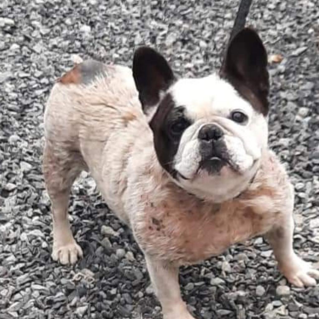 Bailey, Adoptable, Senior Female French Bulldog.