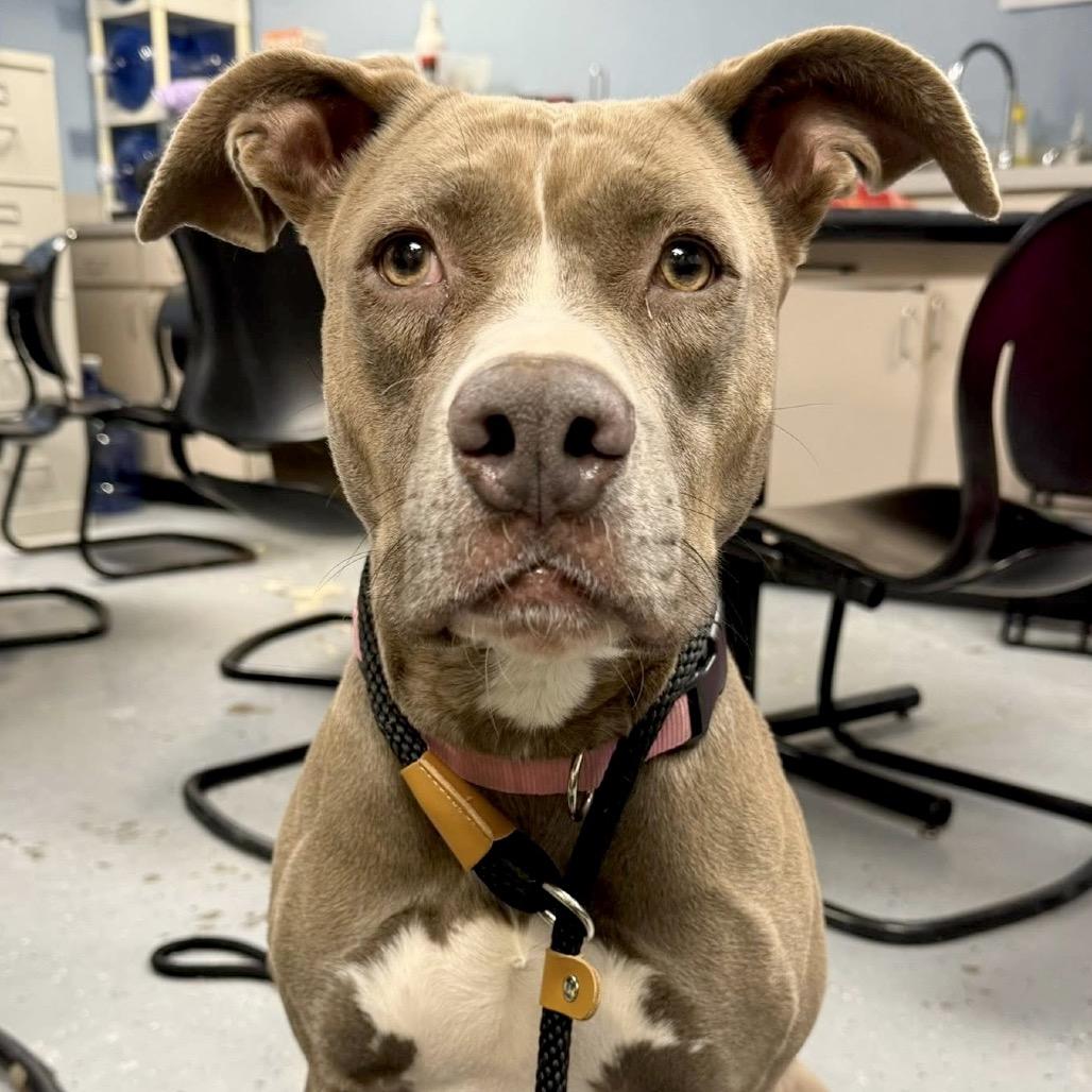 Amber, a Adoptable Pit Bull Terrier in St Joseph, MO image 1/4