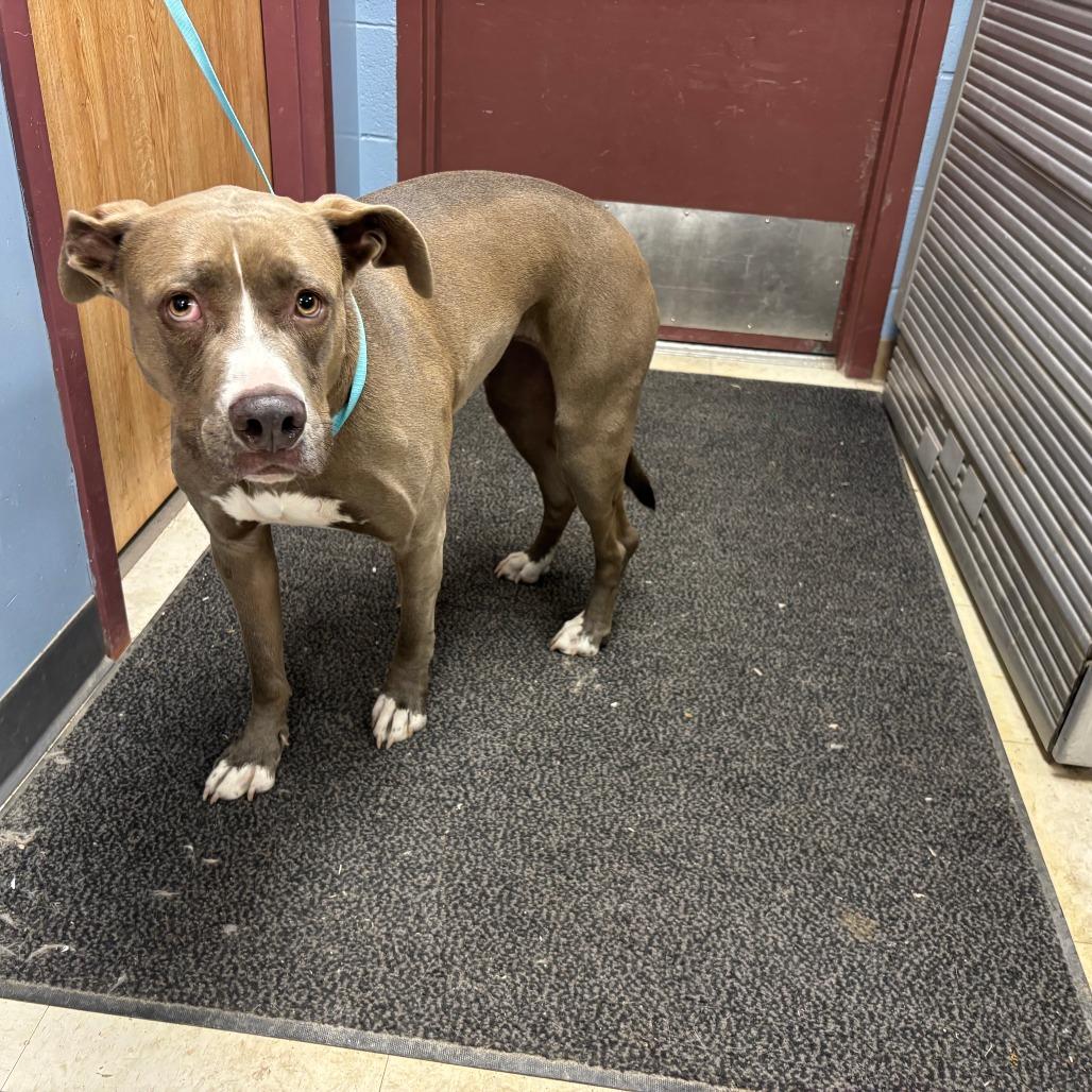 Enlarge Amber, a Adoptable Pit Bull Terrier in St Joseph, MO image 2/3