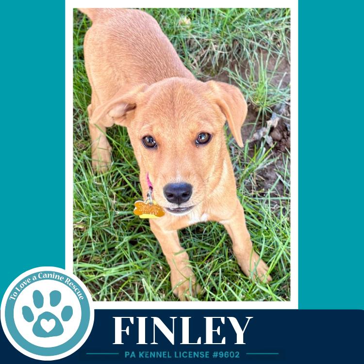 Finley (F Troop) 082226, Adoptable, Puppy Female Labrador Retriever.