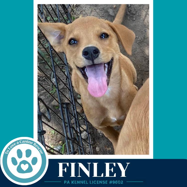 Enlarge Finley (F Troop) 082226, a Adoptable mixed breed in Kimberton, PA image 2/3